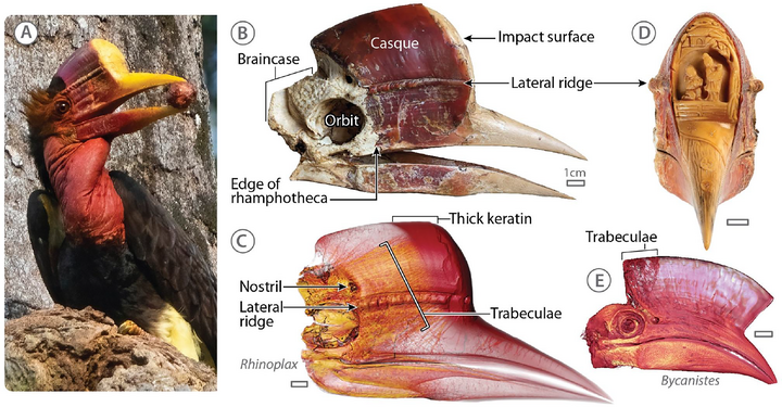 Sản phẩm từ hộp sọ chim mỏ sừng mũ
