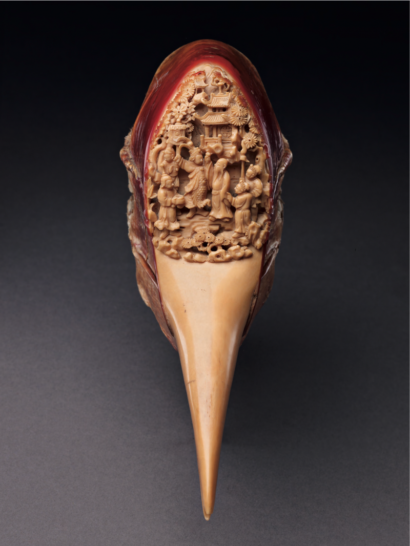 Hình ảnh chim mỏ sừng mũ